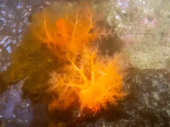 Orange Burrowing Sea Cucumber
