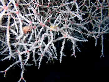 White Acabaria Coral