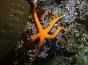 Blood Star