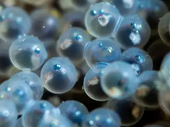 Fish Eggs