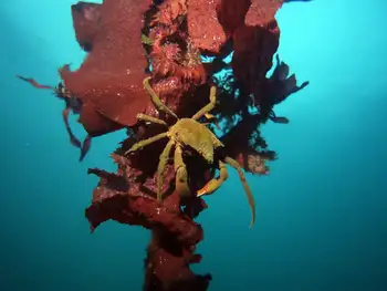 northern kelp crab