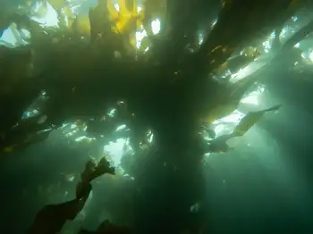 Dive Site