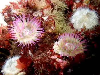 pinked tipped anemone