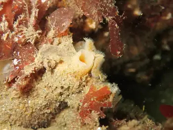 Sponge and Leaf Crust Bryozoans