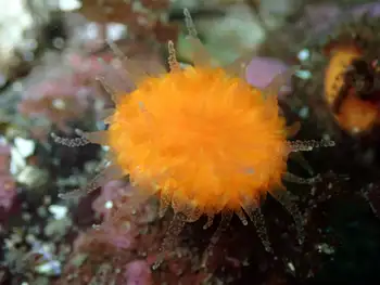 orange cup coral
