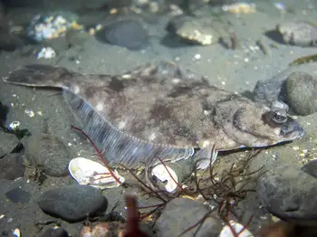 flounder