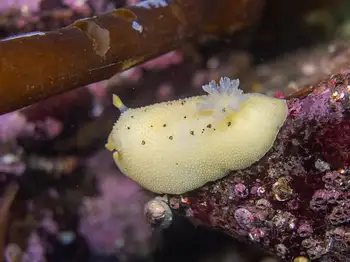 Noble Sea Lemon