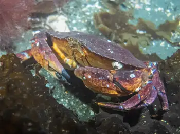 red rock crab