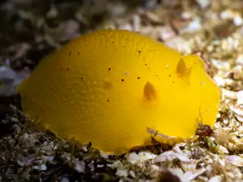 Monterey Sea Lemon