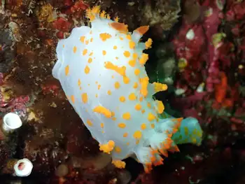 Modest Clown Nudibranch