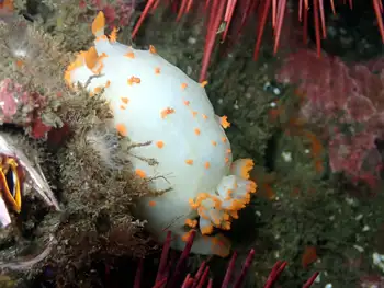 Modest Clown Nudibranch