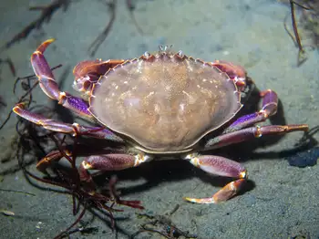 graceful crab