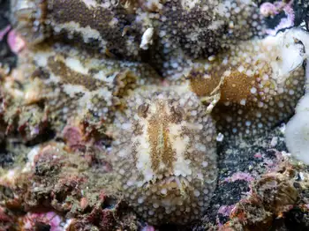 Barnacle Eating Nudibranch