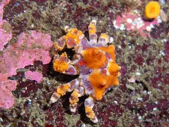 Puget Sound King Crab