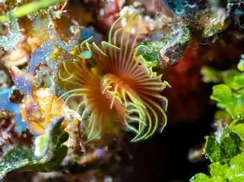 Feather Duster Worm