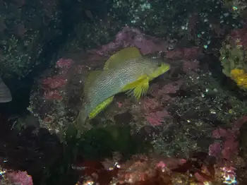 kelp greenling