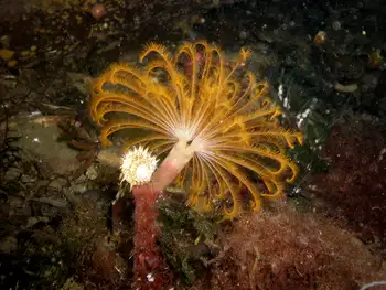 Split Branch Feather Duster Worm