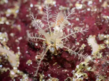 Northwest Feather Star