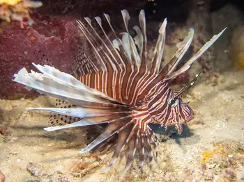 Lionfish