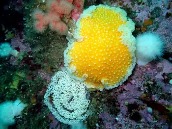 orange peel nudibranch