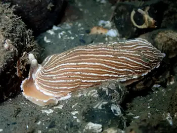 Striped Nudibranch