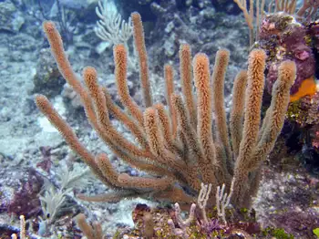 Coral