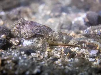 Buffalo Sculpin