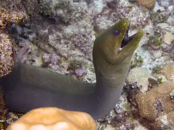 Moray Eel