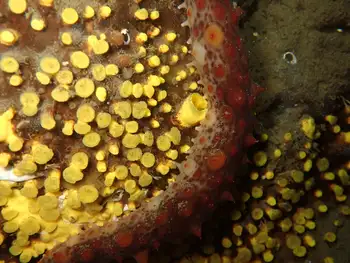 California Sea Cucumber