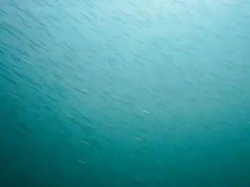 Pacific Herring
