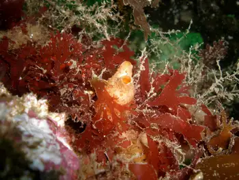 Sea Peach Tunicate