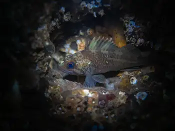 Young of Year Rockfish