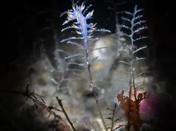 Multicolor Dendronotid