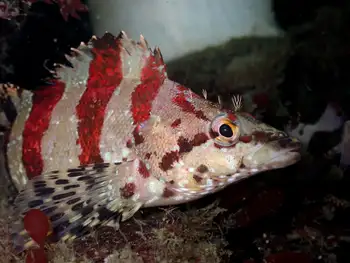 Painted Greenling