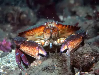 red rock crab