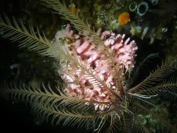 Pink Hydrocoral and Northwest Feather Star