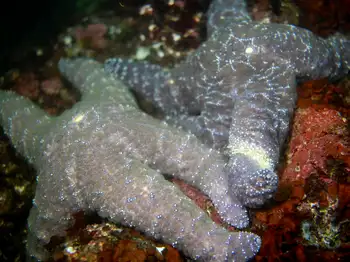 Ochre Stars