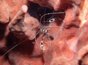 Red Banded Coral Shrimp