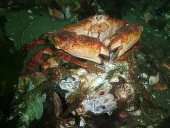 Red Rock Crab and Coonstripe Shrimp