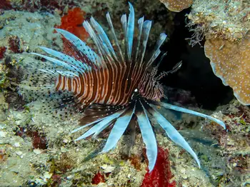 lionfish