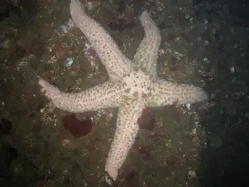 Giant Pink Star