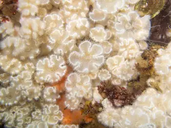 Short Plumose Anemones