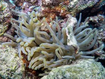 Giant Anemone