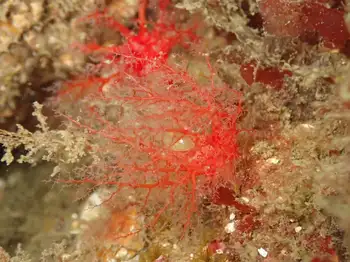 Red Creeping Pedal Sea Cucumber