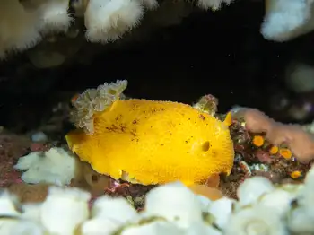 Monterey Sea Lemon