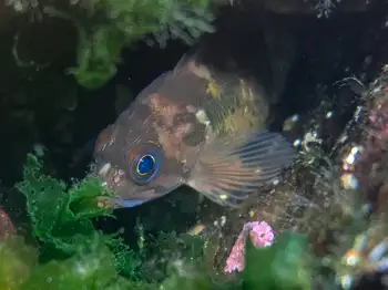Rockfish