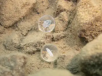 Dive Site