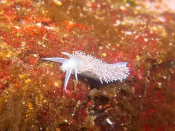 Red Gilled Nudibranch
