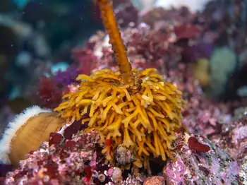 Kelp