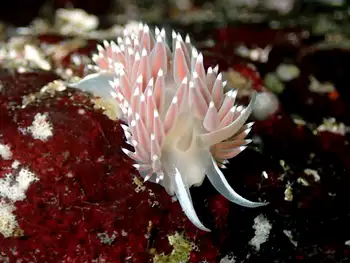 red gilled nudibranch